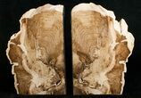 Large Petrified Wood Bookends - Cottenwood #5048-1